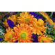 Ten Holland Gerberas Bouquet  Sunny Day